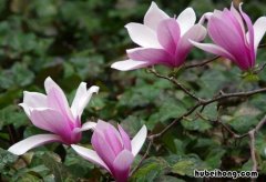 玉兰花黄叶子 玉兰花黄叶掉叶