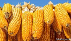 玉米种子催芽方法五种方法图解 玉米种子催芽的方法