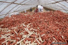 我厂大量收购玉米芯 玉米芯收购厂家