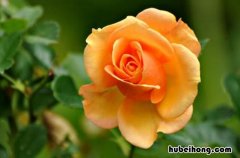 玫瑰花是什么样的 玫瑰花在什么季节开