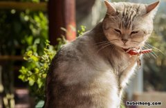怎样快速去除猫尿味 怎么可以去除猫尿味