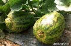 甜瓜什么时候成熟季节吃 甜瓜什么时候成熟季节结束