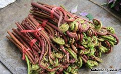 蕨菜能不能冷冻 蕨菜可以冷冻吗?