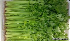 如何挑选嫩芹菜籽油的质量 如何挑选好的菜籽油