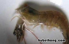 怎么把虾头弄干净 虾头怎么弄掉