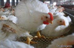 白羽肉鸡多长时间出栏 白羽肉鸡寿命