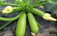 西葫芦怎么制作腌菜 西葫芦怎么腌咸菜
