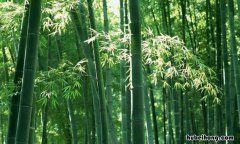 竹子精神品质有哪些 竹子精神品质有哪些特点
