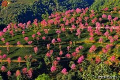 无量山樱花什么时候开 无量山樱花开放时间