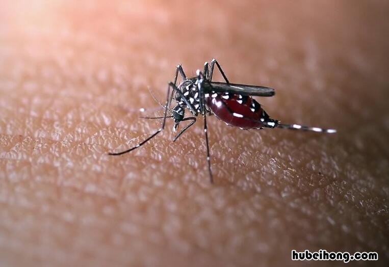 蚊子放大10000倍的样子 十大最可爱的虫子