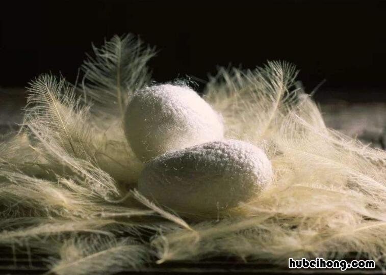蚕茧多久变成蛾 蚕茧多久变成蛾子