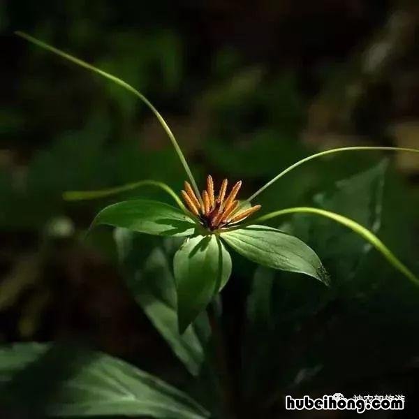 神农架,作文 神农架的作文怎么写300