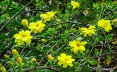 迎春花是哪里的国花图片大全 迎春花是哪个地方的市花