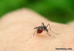 怎样防止蚊子咬我 怎样才能防蚊子咬我