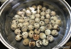 鹌鹑蛋往哪里销售 鹌鹑蛋怎么这么便宜