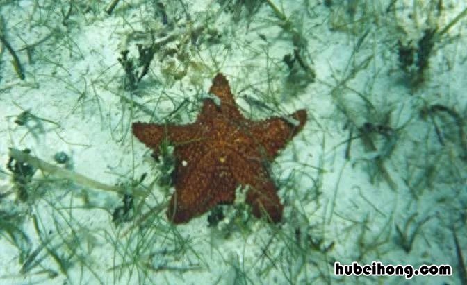 海绵宝宝什么生物最大 海绵宝宝什么生物最强