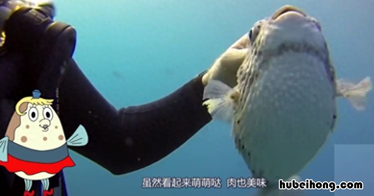 海绵宝宝现实中的真实原型 海绵宝宝的真实