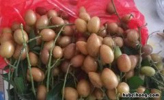 黄皮能放冰箱保存吗 黄皮可以放冰箱急冻吗