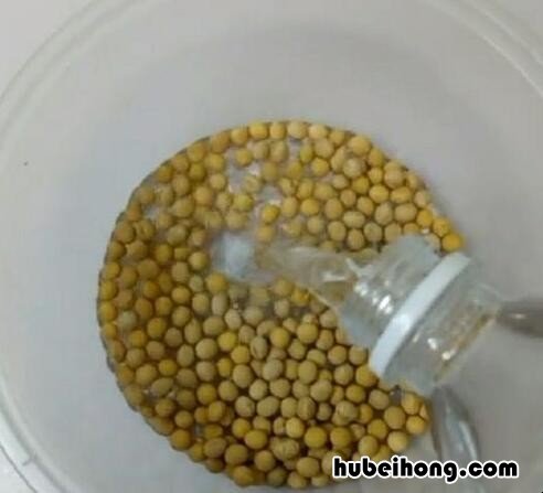 豆芽怎么种植方法 如何发豆芽又快又好