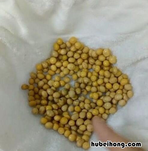 豆芽怎么种植方法 如何发豆芽又快又好