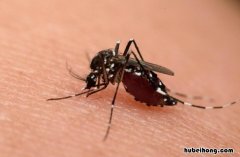 实用防蚊小妙招有哪些图片 实用防蚊小妙招有哪些呢