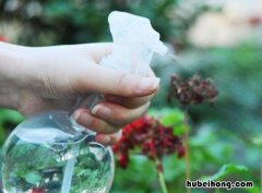 室内盆栽植物花卉怎么浇水好养 室内盆栽植物花卉怎么浇水好看