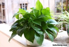 室内常用绿植有什么好处 室内常用绿植有什么品种