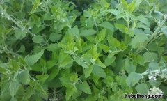 家里什么植物驱蚊 室内驱蚊植物有哪些