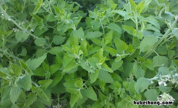 家里什么植物驱蚊 室内驱蚊植物有哪些