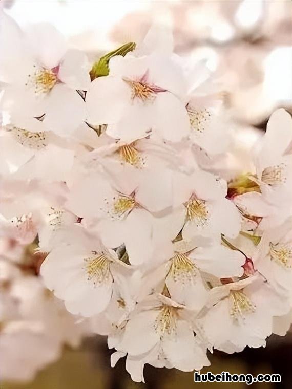 春天的花有哪些花名字 春天的十种花