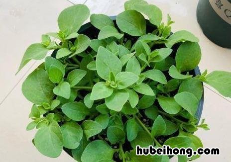 十种最漂亮的花 漂亮的花排行榜
