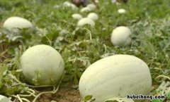 三白西瓜图片 三白西瓜有什么好处和坏处