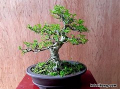 对节白蜡用什么嫁接 对节白蜡怎么嫁接