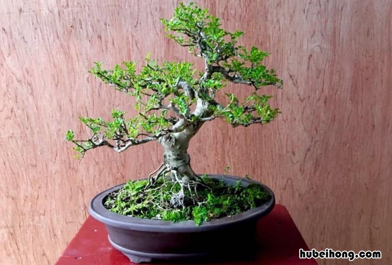 对节白蜡盆景怎么养 对节白蜡盆景怎么养粗