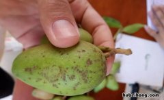 芒果没熟就发黑怎么办 芒果为什么没成熟就裂了