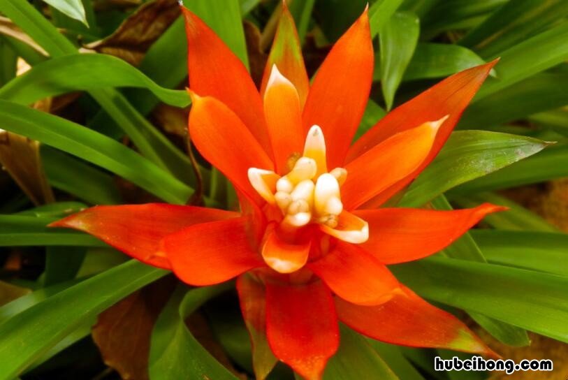 什么样的花摆在客厅最好 客厅摆什么样的花好