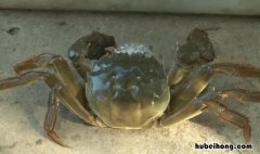 河蟹里白色黏糊糊的是什么 河蟹为什么有白色的