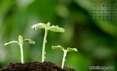 平年2月有多少天 12个月份天数顺口溜
