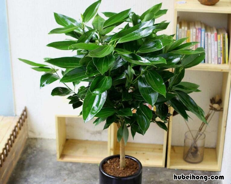 刚种植的平安树为什么几天叶子就干枯了 平安树新栽植后叶子脱落