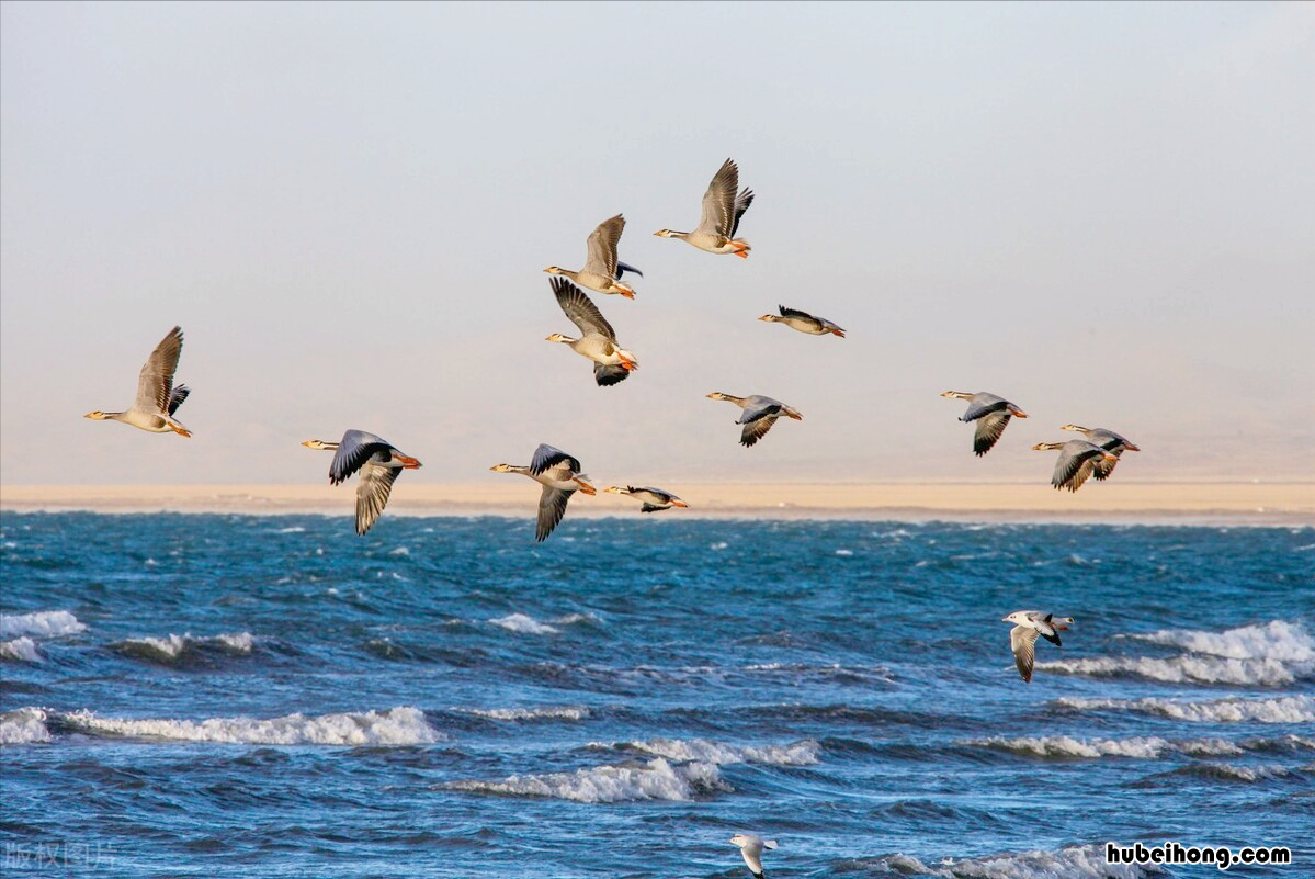 青海湖为什么被称为西海 青海湖为什么叫青海湖