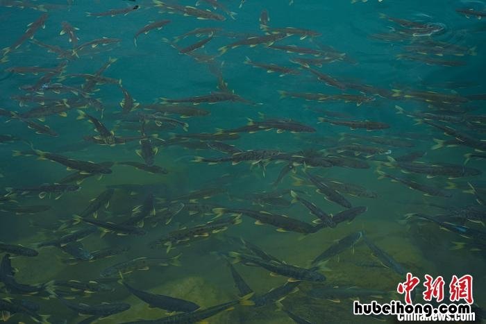 探秘青海湖观后感 探秘青海湖下集