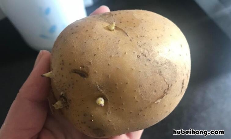 为什么我经常吃发芽土豆没事 土豆刚冒出一点小芽的能吃吗