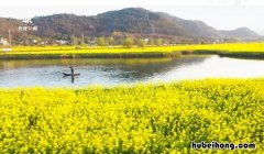 海边的油菜花田 金灿灿的油菜花田