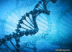 血型能判断亲子关系吗 高一生物dna知识点