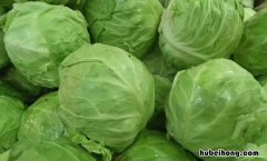 包菜能放进冰箱吗 包菜能放冰箱里吗多久能吃