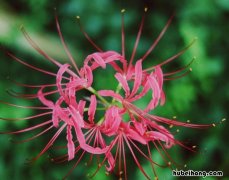 彼岸花什么时候种植最好 彼岸花原产地