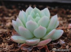 多肉花怎么养长得好 多肉怎么栽种