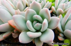 怎么养多肉植物长得快一点 怎么养多肉植物长得快又好看