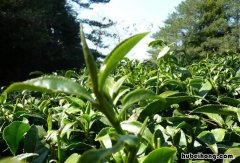 台湾高山茶是绿茶吗 台湾高山茶哪种最好