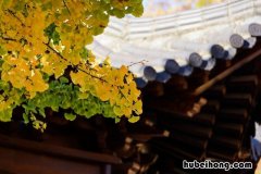 千年古刹 灵隐寺 灵隐寺是什么故事